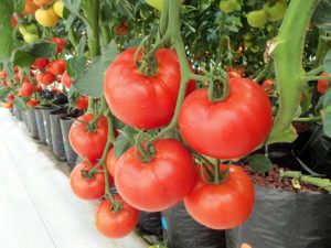 hydroponics greenhouse