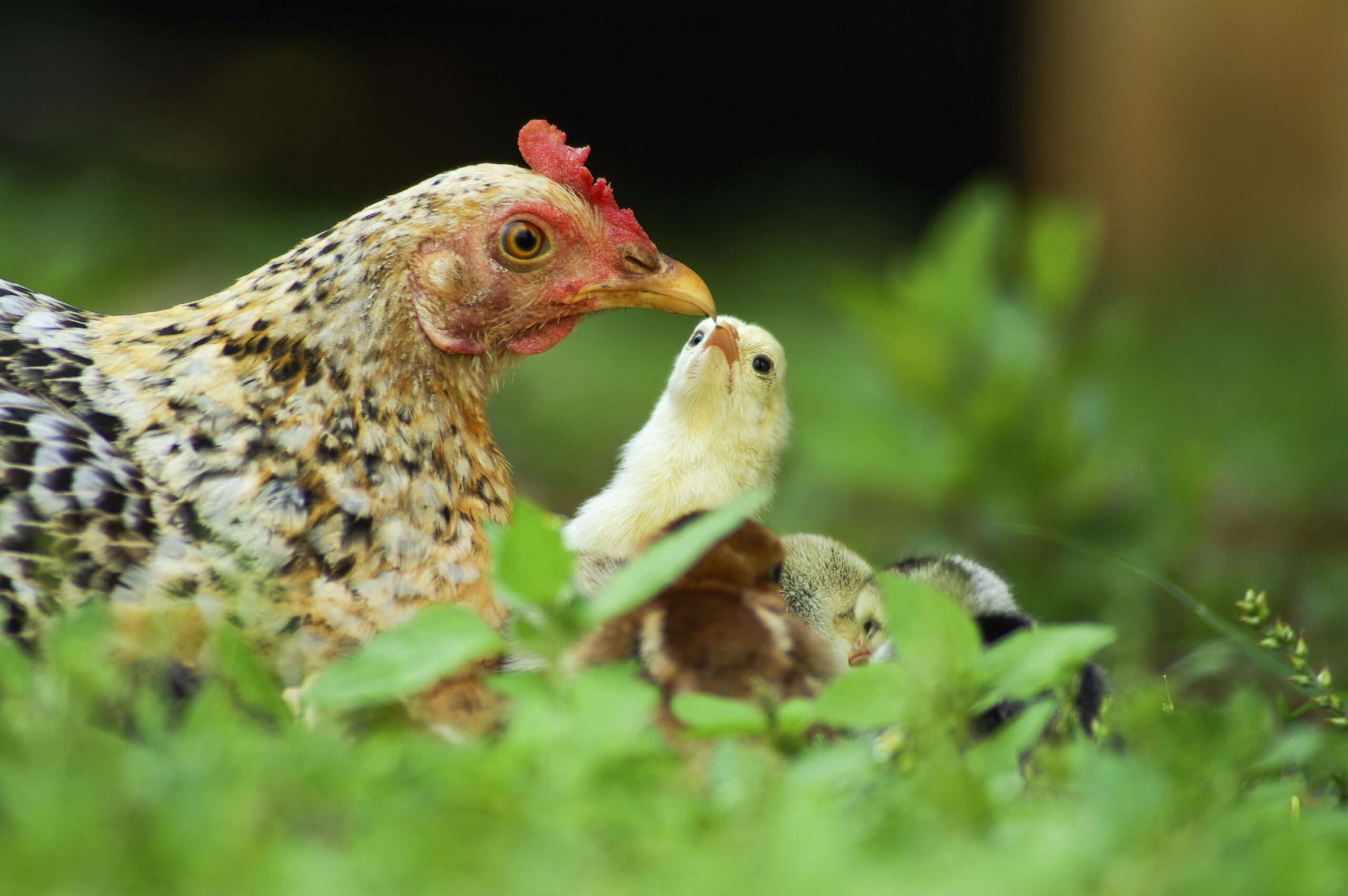 Are You Ready? The Importance of Emergency Preparedness in Uncertain Times 2 closeup of a mother chicken with its baby chicks in grass rwNgq91Ohzg scaled