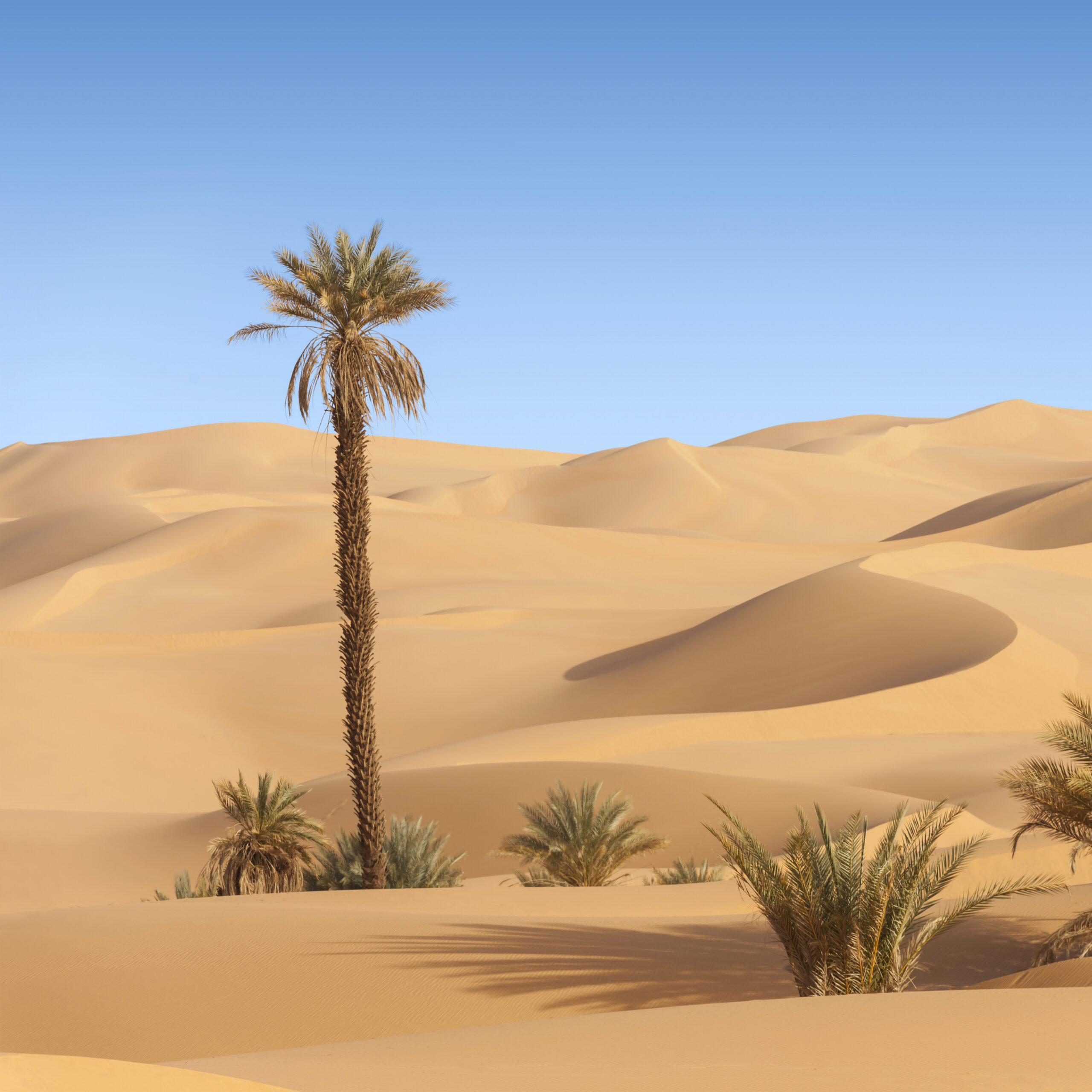 tree and sparse vegetation in an endless desert scaled